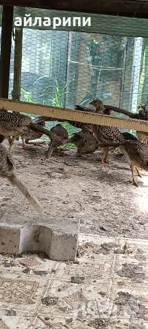 Фазани и фазанчета, снимка 14 - други­ - 54391739