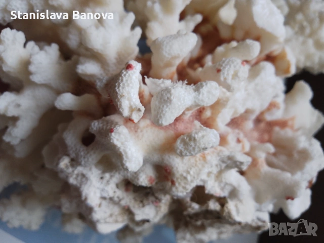 Бял корал, снимка 7 - Други - 54079779