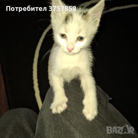  Мъжко коте, снимка 4 - Други - 54383344