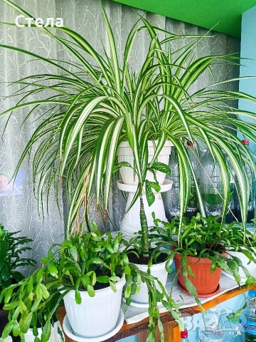 Хлорофитум бял