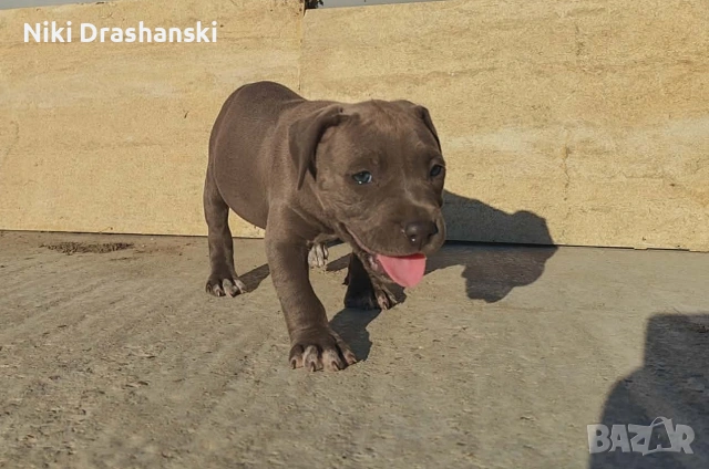 Pit bull питбулчета бул нос, снимка 1 - Питбул - 55218506