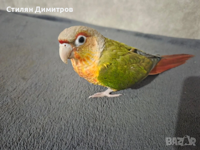 Пирура молина , снимка 2 - Папагали - 54045493