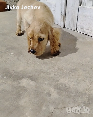 Кокер Шпаньол , снимка 2 - Кокер шпаньол - 54005140