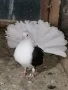 здрави птици , снимка 1