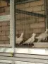 различни видове гугутки , снимка 1