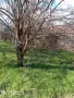 Парцел със стара къща с. Оряхово, община Любимец, снимка 1