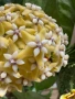 Hoya Хоя Coriacea Silver , снимка 1