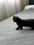 Малки шотландски котенца, снимка 8