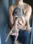 🐶 Продавам красиви Американски Питбул кученца - 8 броя, 2 месеца, снимка 11