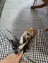 чихуахуа момиченце, снимка 2
