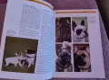 Френски булдог-книга ръководство за породата, снимка 7
