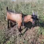 Продавам мъжко яре френски алпин на 4 месеца, снимка 2
