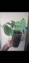 Сциндапсус, Scindapsus pictus Silvery Ann, снимка 4