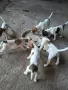 куче 🐕 Джак Ръсел , снимка 2