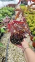 Японски Клен, Аcer palmatum Аtropurpureum, снимка 9