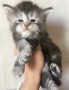 Мейн куун с родословие, снимка 1