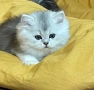 Британска дългокосместа сребърна чинчила, снимка 4