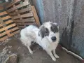 подарявам две кучета каракачанки, снимка 1