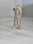Британски късокосмести котета , снимка 5