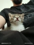 Малко котенце, снимка 1