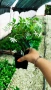 Жасмин, Trachelospermum Jasminoides, вечнозелен, студоустойчив, снимка 14