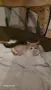 Подарамам мъжко котенце , снимка 6
