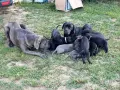 Кане корсо кутрета, снимка 17
