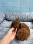 Той Пудел/Toy Poodle, снимка 2