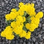 Alyssum montanum ‘Berggold’ (Алисум планински ‘Berggold’), снимка 1