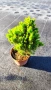Смърч Коника, Смърч джудже,  PICEA GLAUCA CONICA, снимка 6