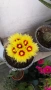 Цъфтящ кактус Thelocactus setispinus, снимка 1
