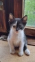 Подарявам котенце!, снимка 2