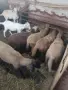 продавам агнета, снимка 1