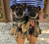 Немски овчарки , снимка 2
