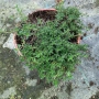 Thymus serpyllum ‘Shepherds’ / Пълзяща мащерка, снимка 3
