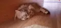Персийски котета, снимка 14