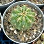 Кактус Oroya Peruviana var minima , снимка 4