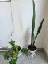 стайни цветя,добре гледани, снимка 4