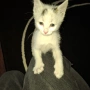  Мъжко коте, снимка 4