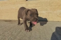 Pit bull питбулчета бул нос, снимка 1