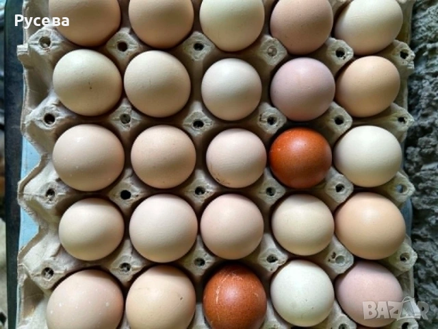 пресни домашни яйца, варна, снимка 2 - Домашни продукти - 54559357