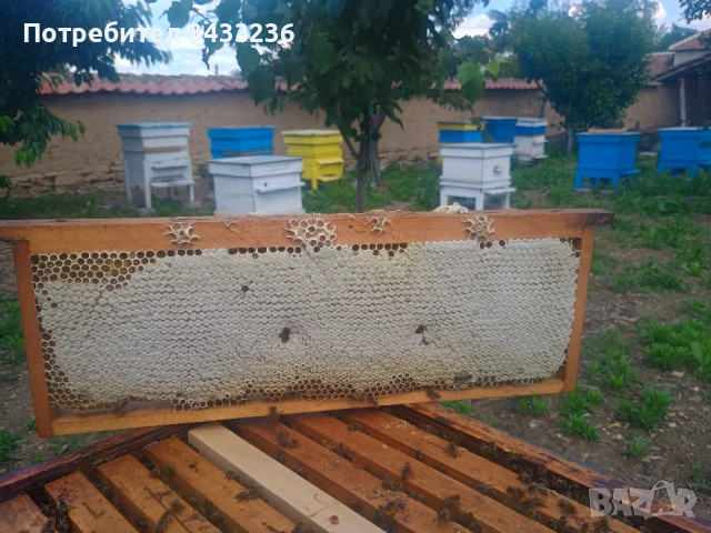 Пчелен мед акация 2026, снимка 3 - Пчелни продукти - 54723111