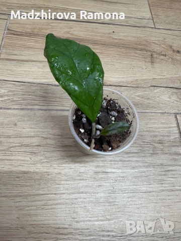 Hoya Хоя CV.Viola , снимка 3 - Стайни растения - 54920326