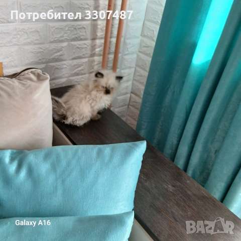 Продавам коте Регдол, снимка 4 - Други - 54607291
