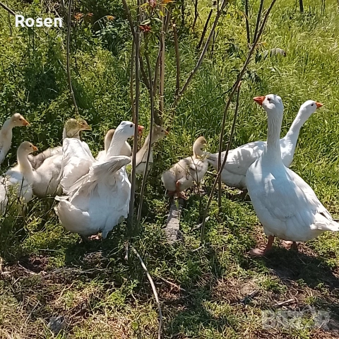 Гъски и Неми Патици , снимка 1 - Патици и гъски - 54759092