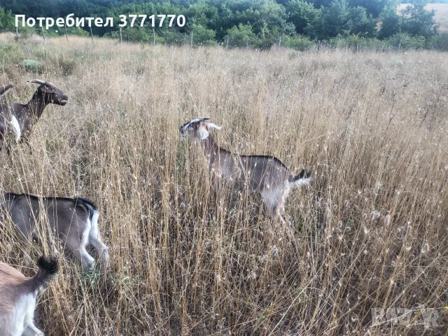 Мъжко козле Мини Нубиан (Mini Nubian), родено на 14.06.2026 г., снимка 3 - Кози - 55562042