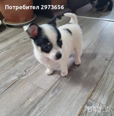 Пинчери, снимка 4 - Пинчер - 54727205
