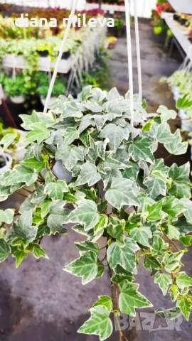  Кошница с Бръшлян Бяло чудо, Hedera helix White Wonder, студоустойчив, снимка 6 - Градински цветя и растения - 53490433