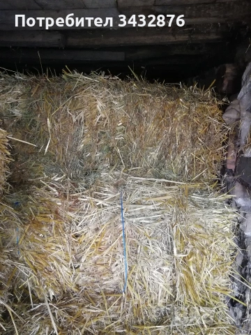 Малки бали, овес, ечемик и пшеница, снимка 4 - За селскостопански - 53377259