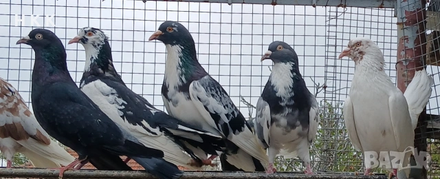 Пазарджишки гълъби , снимка 14 - Гълъби - 54061614